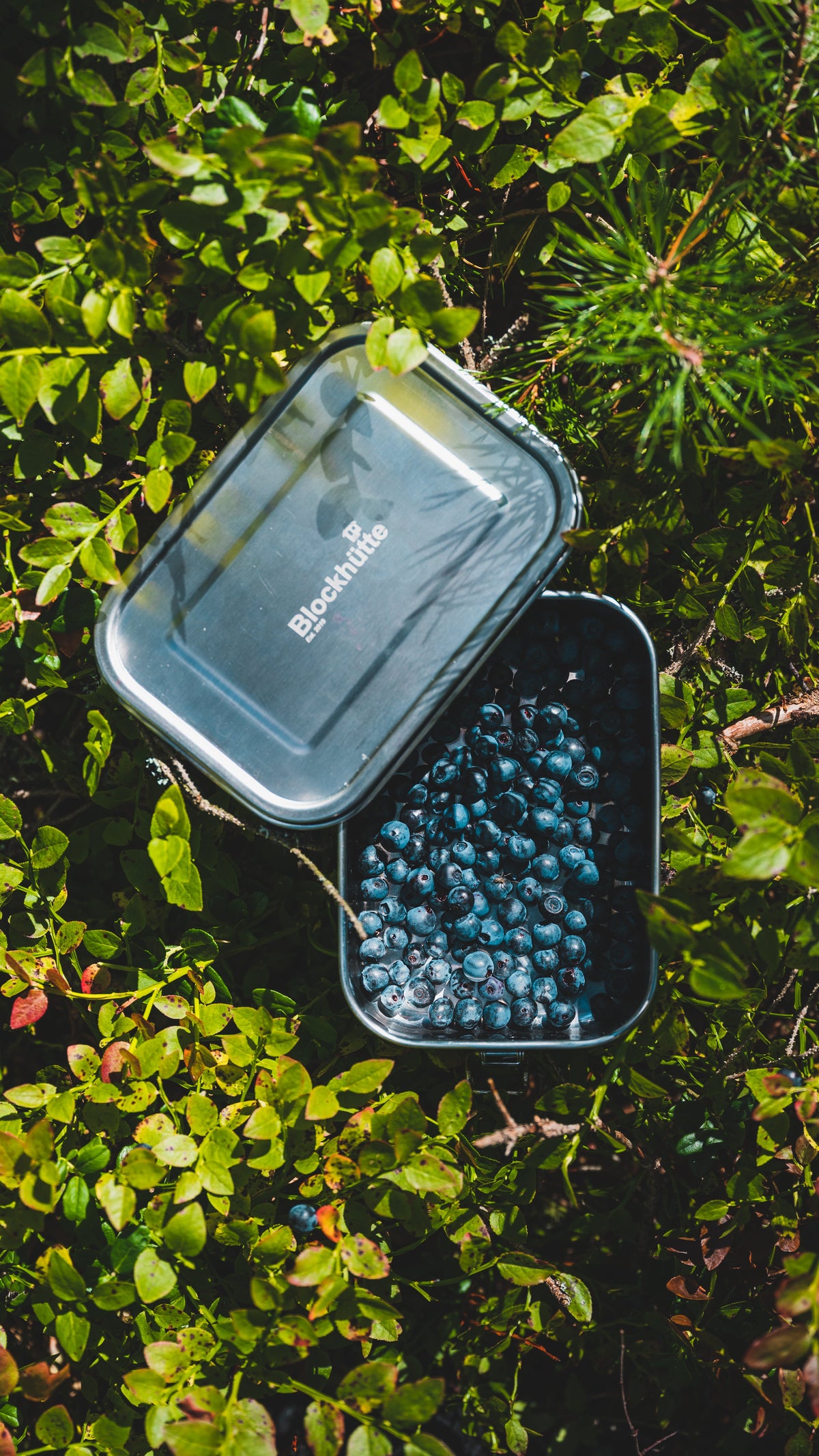 Blockhuette stainless steel lunch box filled with wild blueberries in the undergrowth